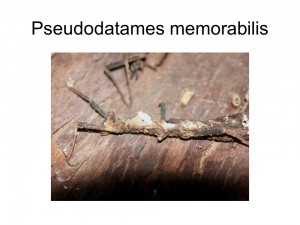 Pseudodatames memorabilis